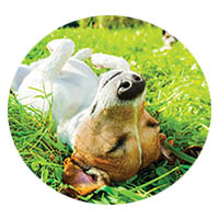 Shakopee flea and tick control