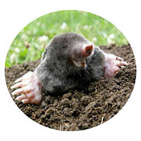 Shakopee mole & grub control