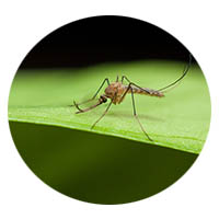 Shakopee mosquito control