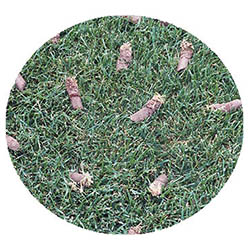 Shakopee spring touch aeration and seeding